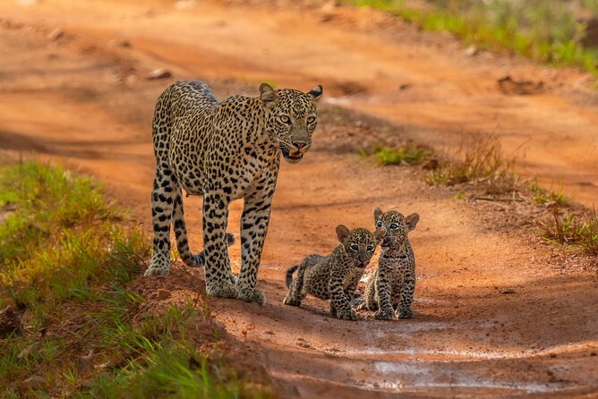 Yala Block 1 (Leopard Safari)
